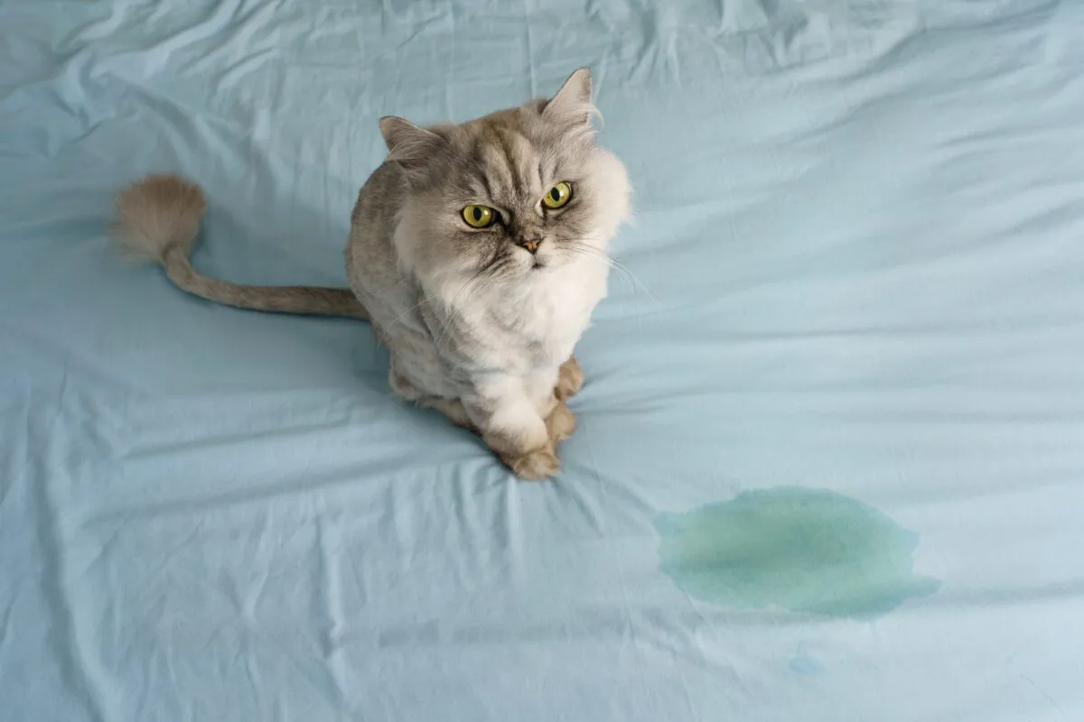 Cat on bed next to urine stain