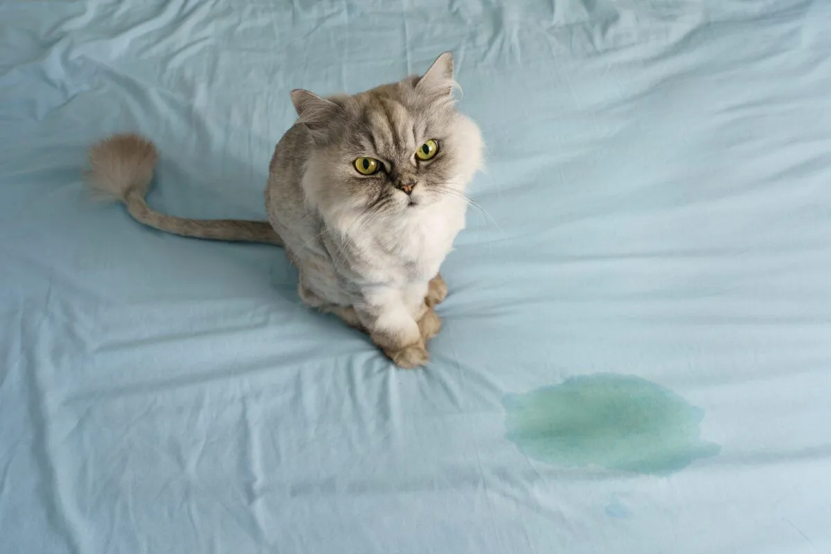 Cat on bed next to urine stain