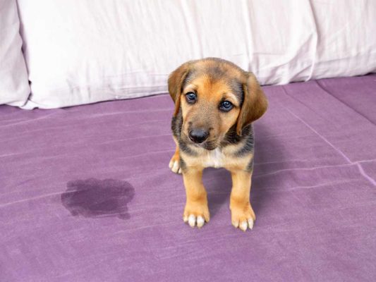 Puppy sitting next to a wet pee stain on the bed