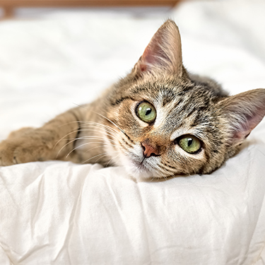 Cute cat relaxing on a bed