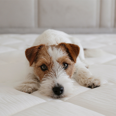 Cute Jack Russell puppy on a white unmade bed
