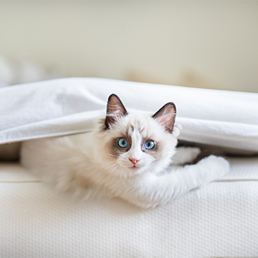 Cute cat pokes its head out from under a mattress sheet