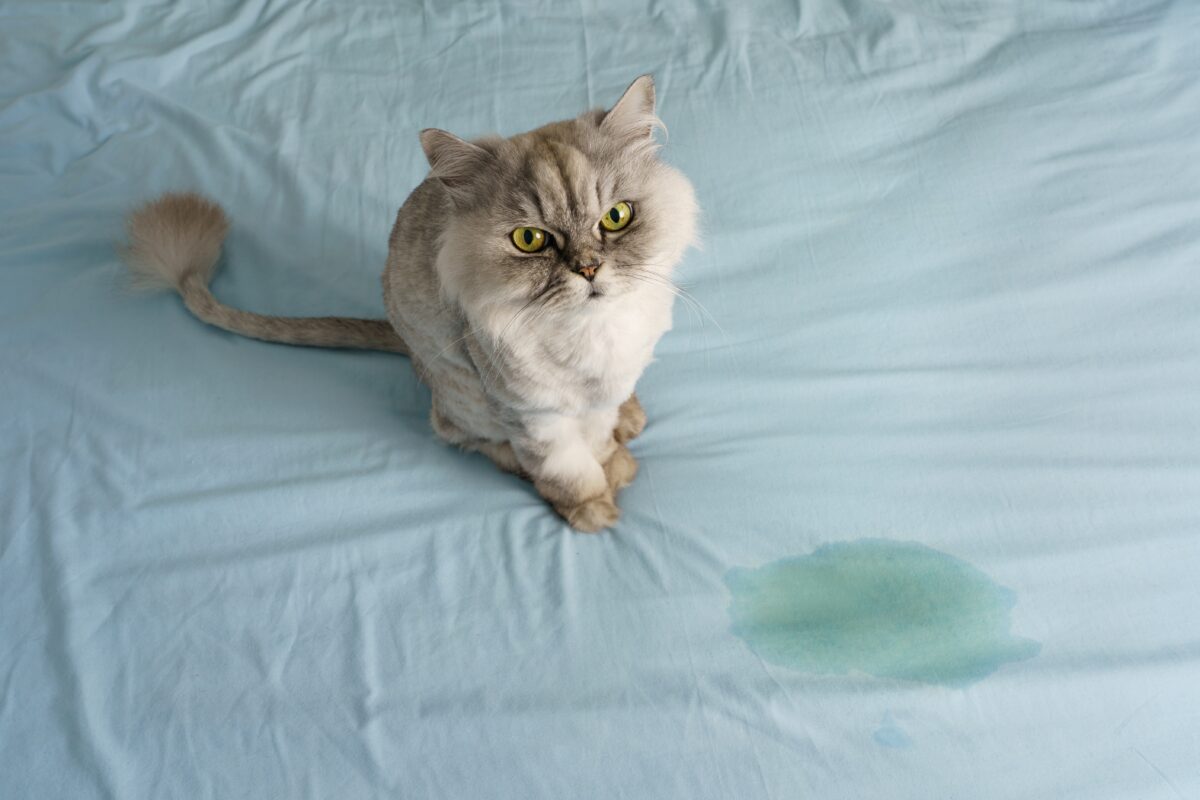 Cat on bed next to urine stain